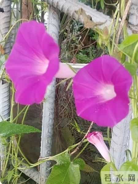 老了才明白 一儿一女的家庭最不好 等儿女长大要结婚生娃你就知道了