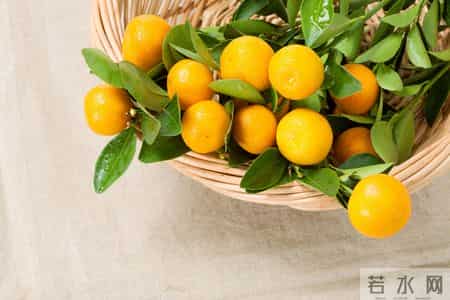 吃金桔，要不要吃皮？营养专家告诉你：金桔的皮，是否对健康有益