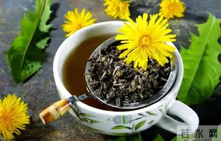 中药又立功？蒲公英可杀死98%癌细胞、消除结节？揭开研究真相