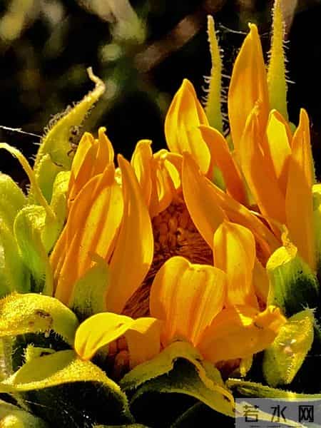 尽早告诉孩子：保护自己才是头等大事，认输投降不丢人