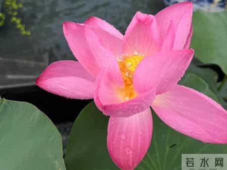 真的，我发现一个带娃永不生气的心法