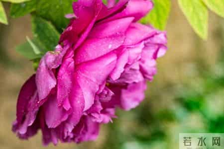 恭喜你！明天你家孩子会有一个天大的好消息降临，你想要的全都有