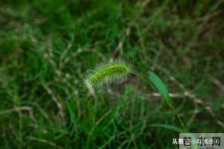 把耐心留给孩子，往后余生静待花开不慌张