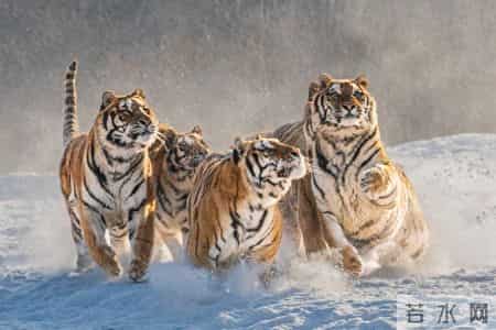 猛虎注意：1月8-14号，小心身边人“吸干”你的能量！