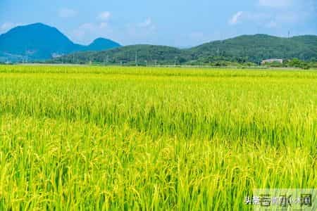 孩子一生唯一的黄金九年，很多父母都后悔太晚看到