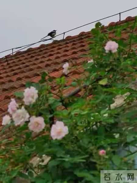 喜鹊临门，必有好事，孩子转运的时刻到了，请签收！