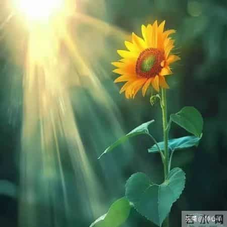 机遇和人生，是命运的转折点，也是不一样的风景线