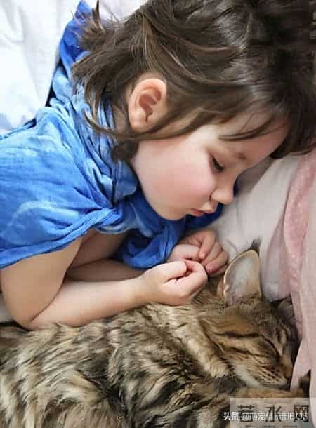 猫咪蹭蹭打呼噜，居然能帮自闭症孩子缓解焦虑