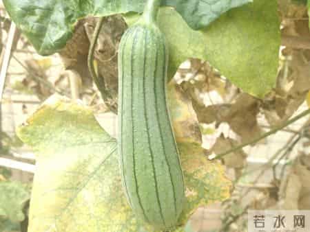 家庭建议：给父母“照顾式养老”，要尽量不要开始太早