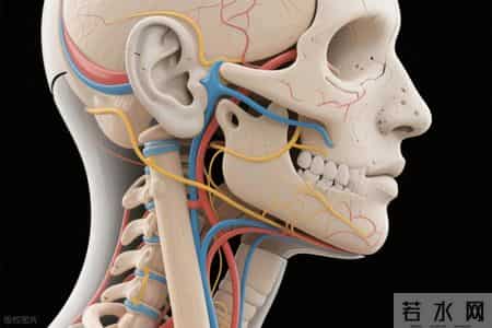 超1亿国人被查出颈动脉斑块！医生提醒：牢记这5点有望逆转斑块