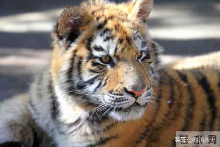 2026属虎人抓准3大时机！关键月份遇贵人，事业财富稳步向好