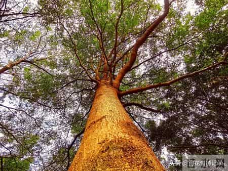 《亲子关系真相：你越放孩子越独立》