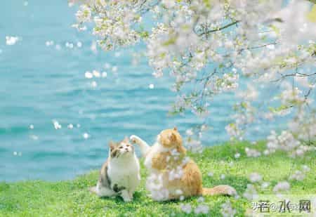 狗年出生的注意了！2026年，这三大好运你逃不掉！