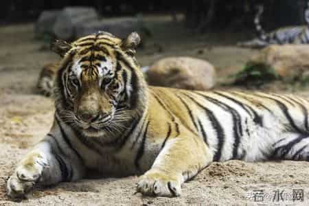 2026属虎人抓准3大时机！关键月份遇贵人，事业财富稳步向好