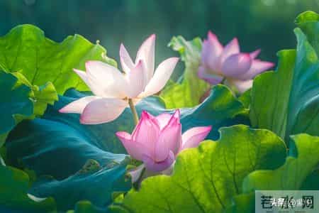 人到中年，最好的活法是不解释