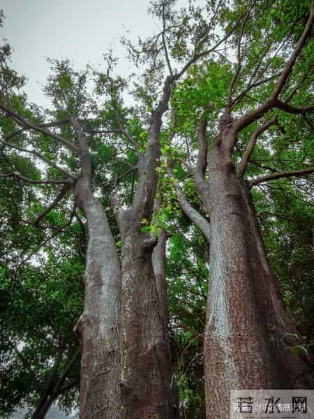 《亲子关系真相：你越放孩子越独立》