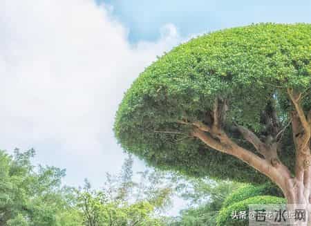 《亲子关系真相：你越放孩子越独立》