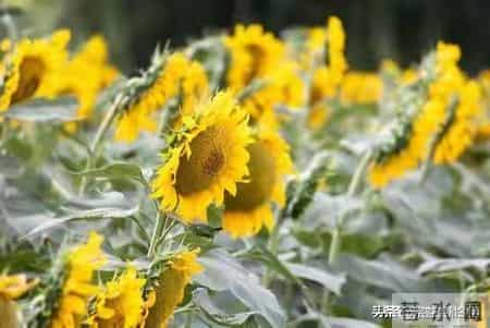 大家看文章，不是为了看教科书，而是为了看“人”。