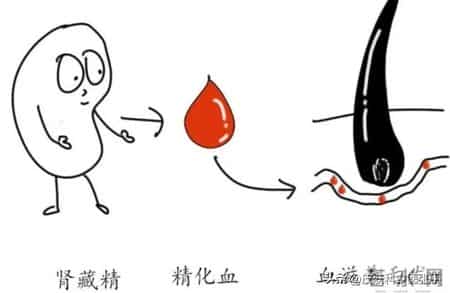 中医：肾虚的人，头发都留不住！但做好3件事，补肝肾，发根稳固