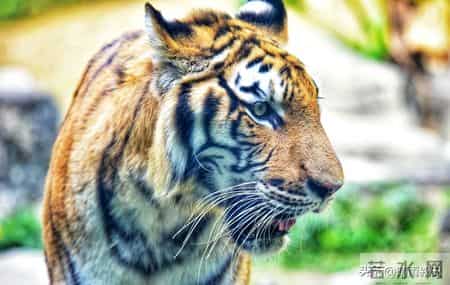 2026属虎人抓准3大时机！关键月份遇贵人，事业财富稳步向好