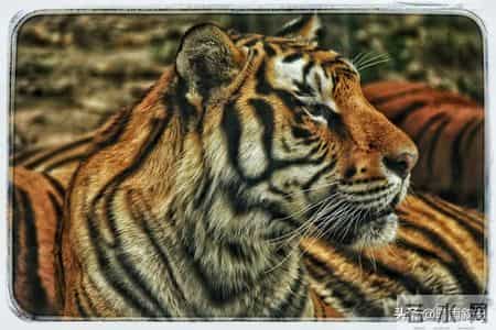 2026属虎人抓准3大时机！关键月份遇贵人，事业财富稳步向好