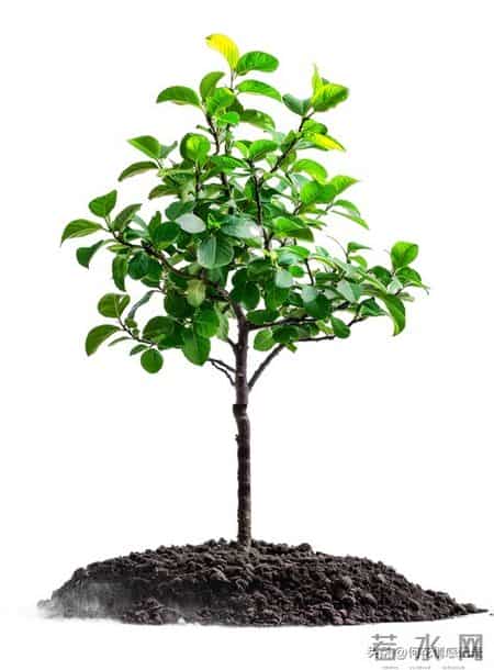 《亲子关系真相：你越放孩子越独立》