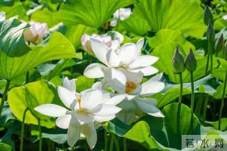 人到中年，最好的活法是不解释